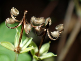 P2203810a.jpg